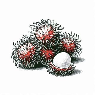 dibujos-rambutan-coloreados-7